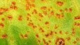rez repna syngenta