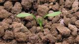  Stovik tupolisty Syngenta 
