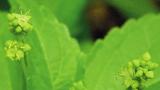 bazanka rocna Syngenta
