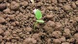 penizek rolni Syngenta
