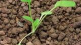 penizek rolni Syngenta