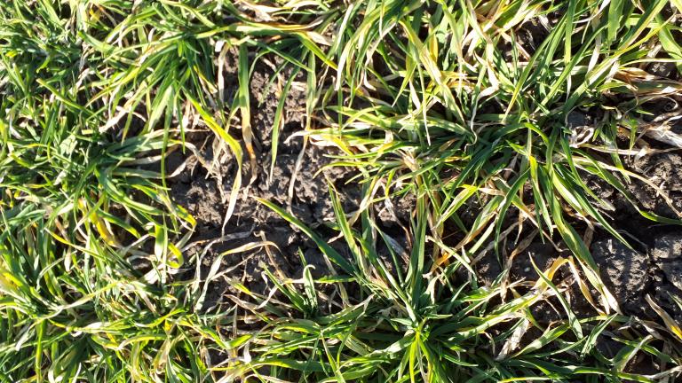 Banov Syngenta