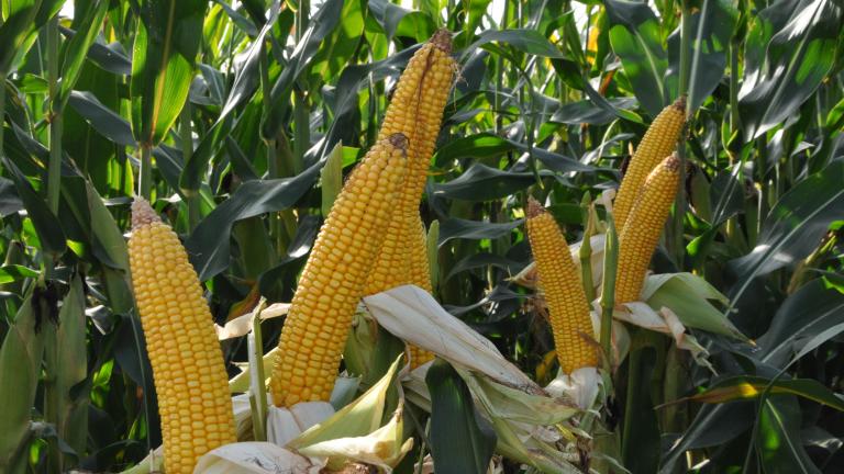 kukurica klasy Syngenta 