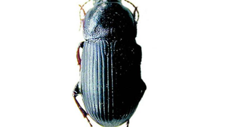 hrbac osenni syngenta