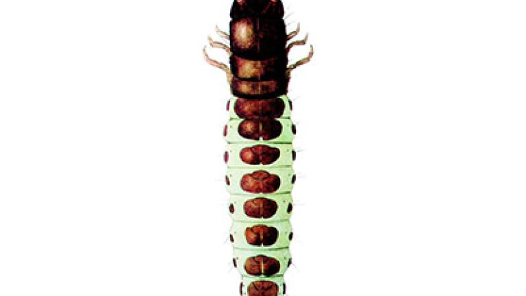 hrbac osenni syngenta