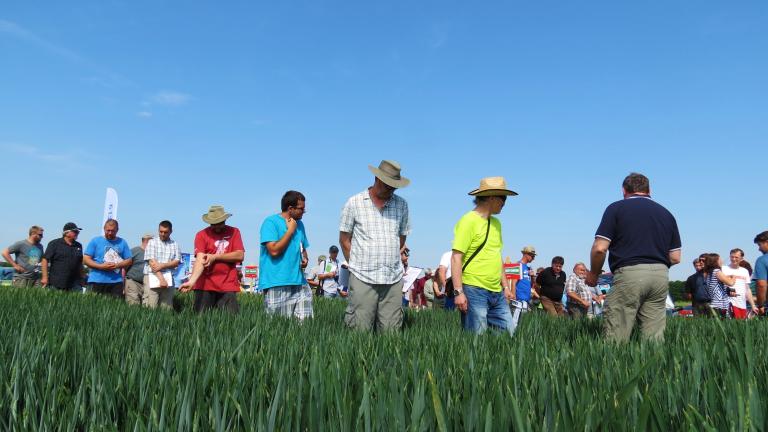 fotka_žlunice Syngenta 