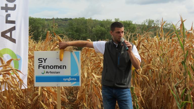 kukurica vojto Syngenta 