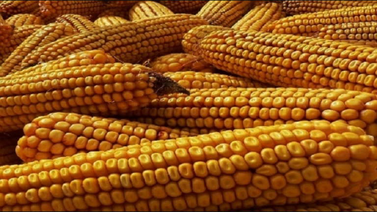 kukuirica_hero Syngenta 