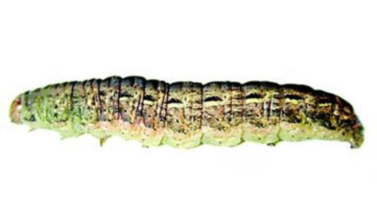 osenice polní syngenta