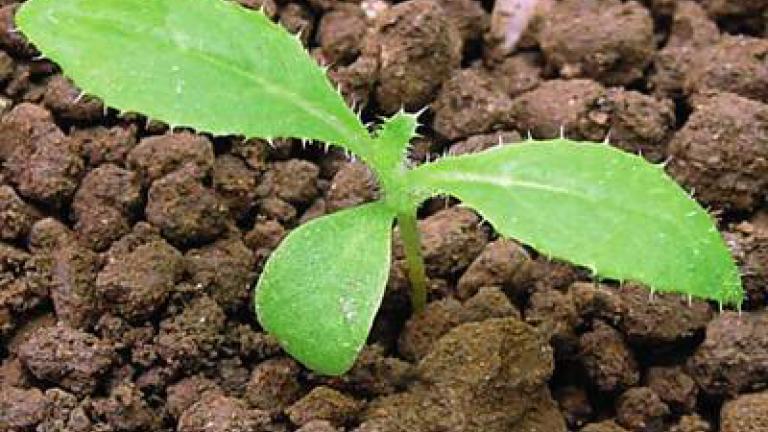 pcháč rolní syngenta