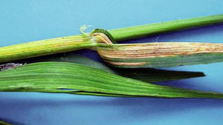 pruhovitost jecmene syngenta