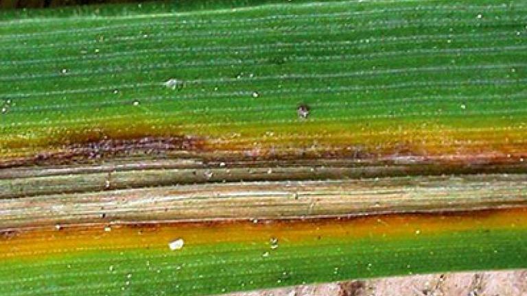 pruhovitost jecmene syngenta