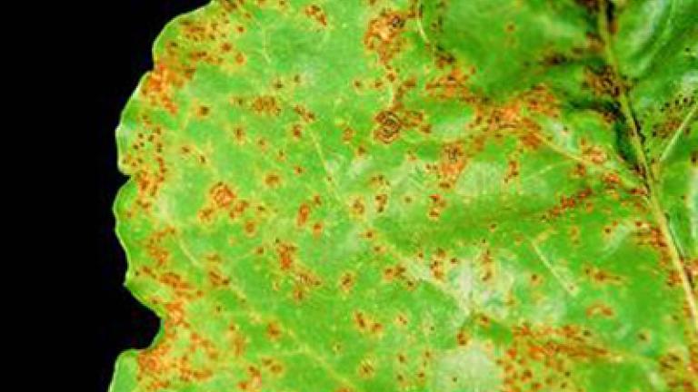 rez repna syngenta