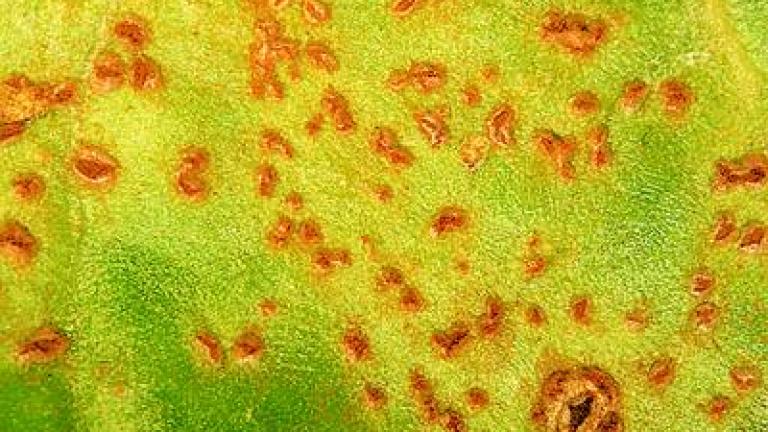 rez repna syngenta