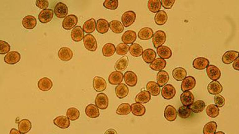 rez repna syngenta