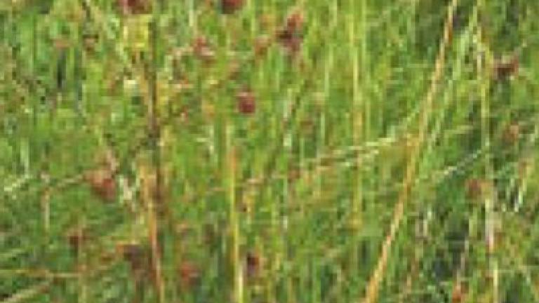 sitina klubkata Syngenta 