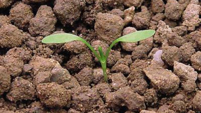  Stovik tupolisty Syngenta 
