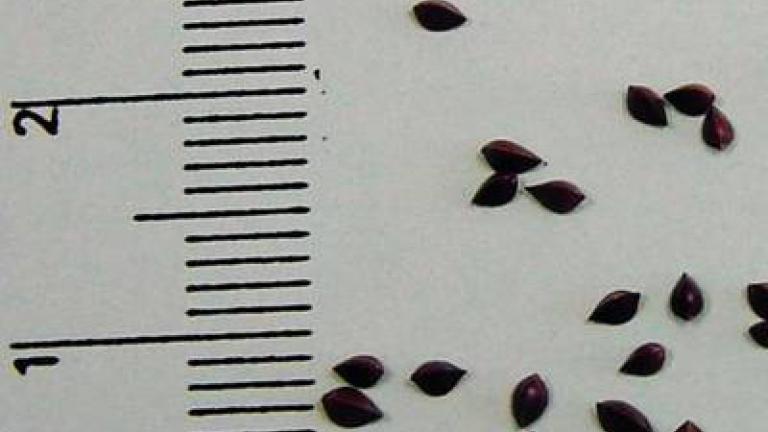Stovik tupolisty Syngenta 