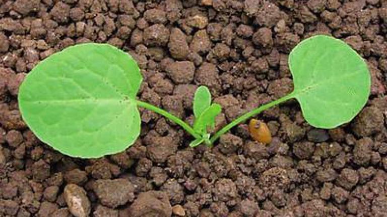 stovik tupolisty Syngenta 