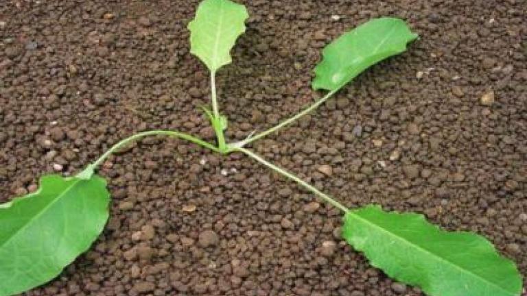 stovik tupolisty Syngenta 