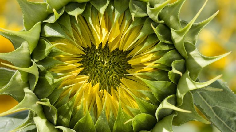 sunflower_uc_13_hi Syngenta 