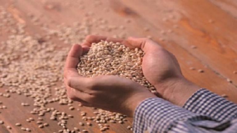 top produkty Syngenta 