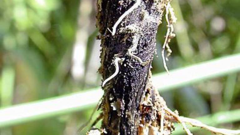 verticiliove vadnuti syngenta