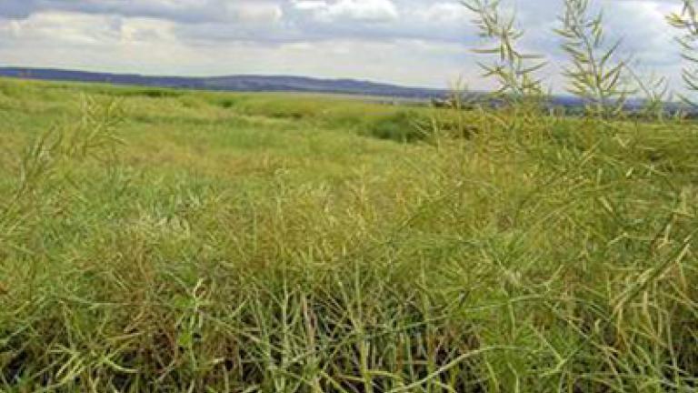 verticiliove vadnuti syngenta