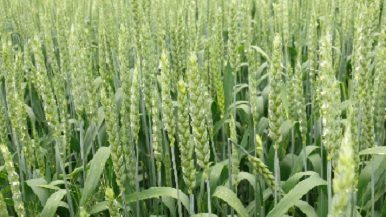 artea Syngenta