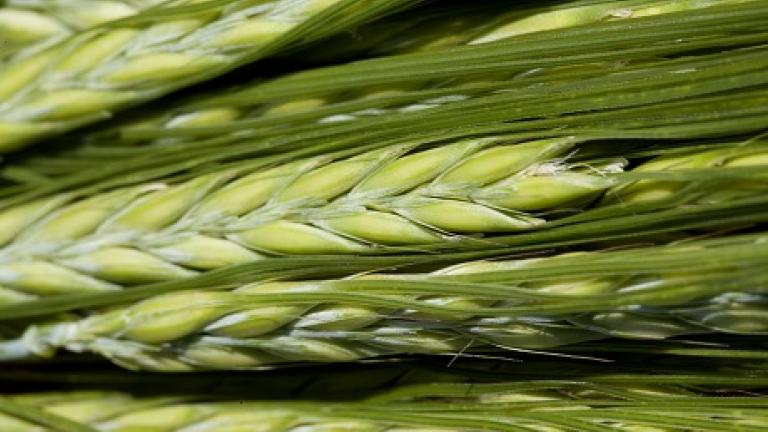 barley green Syngenta
