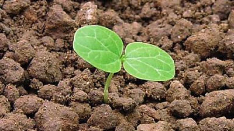 bazanka rocna Syngenta