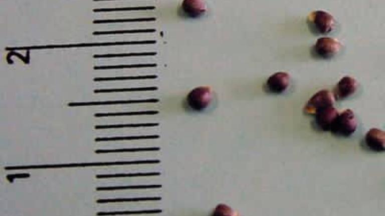 bazanka rocna Syngenta