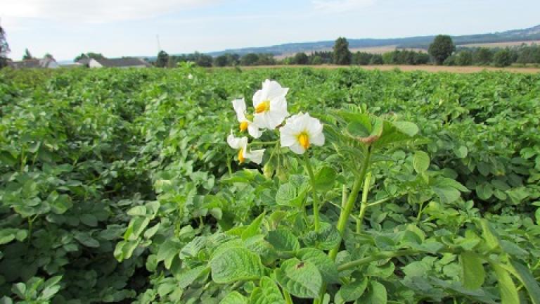 brambory Syngenta