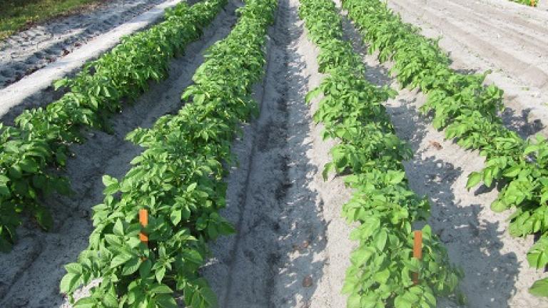 brambory Syngenta