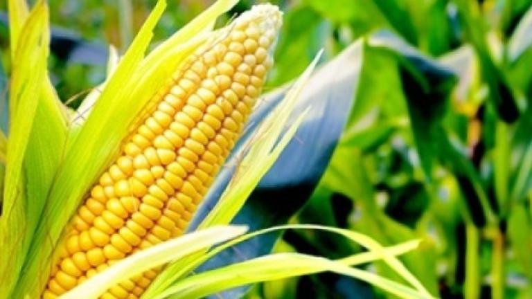corn Syngenta