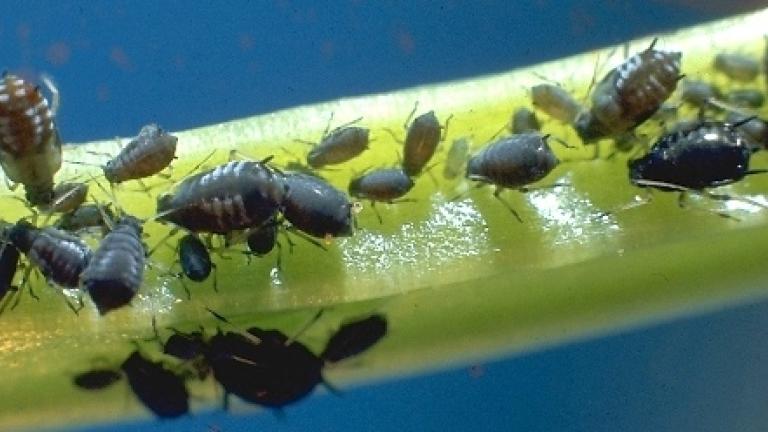 insecticide Syngenta