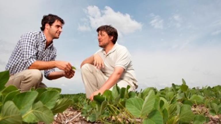 meninfield Syngenta