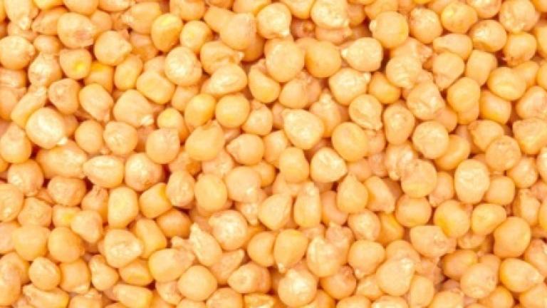 seeds Syngenta