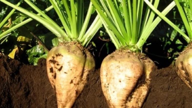 sugarbeet Syngenta
