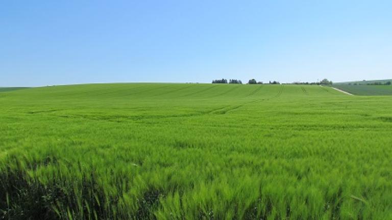 barley Syngenta