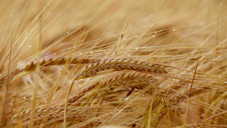 barley Syngenta