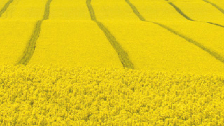 desicant Syngenta