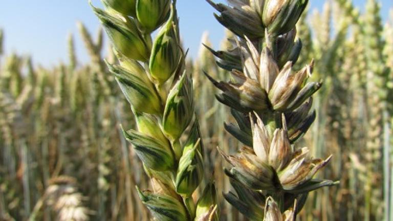 mazlava snet Syngenta
