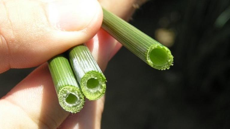 moddus Syngenta
