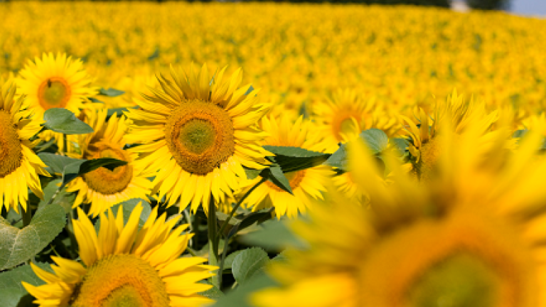 sunflower Syngenta