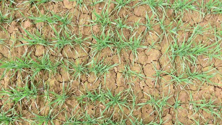 Defi Evo v pšenici ozimé Syngenta