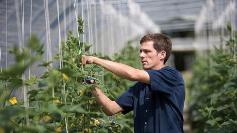 highres man Syngenta