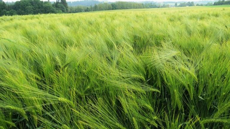 hyvido Syngenta