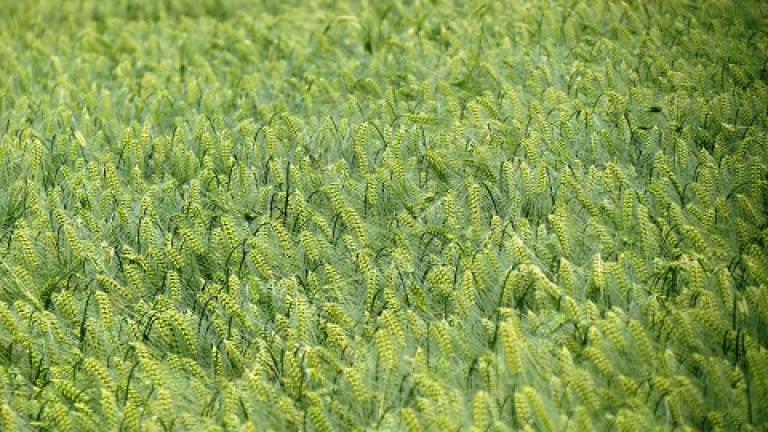 hyvido Syngenta
