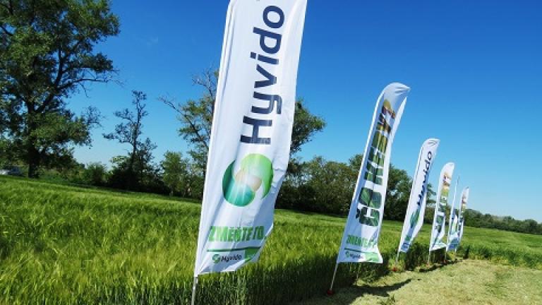 hyvido field day  Syngenta